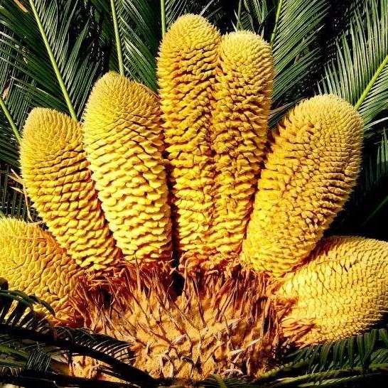 夏生花——那些美好和伤感