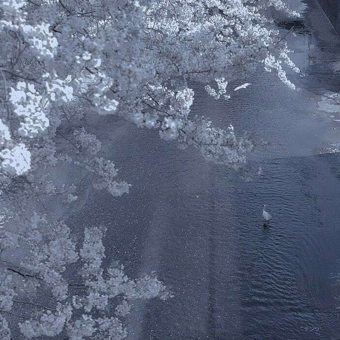 花开花落花重生