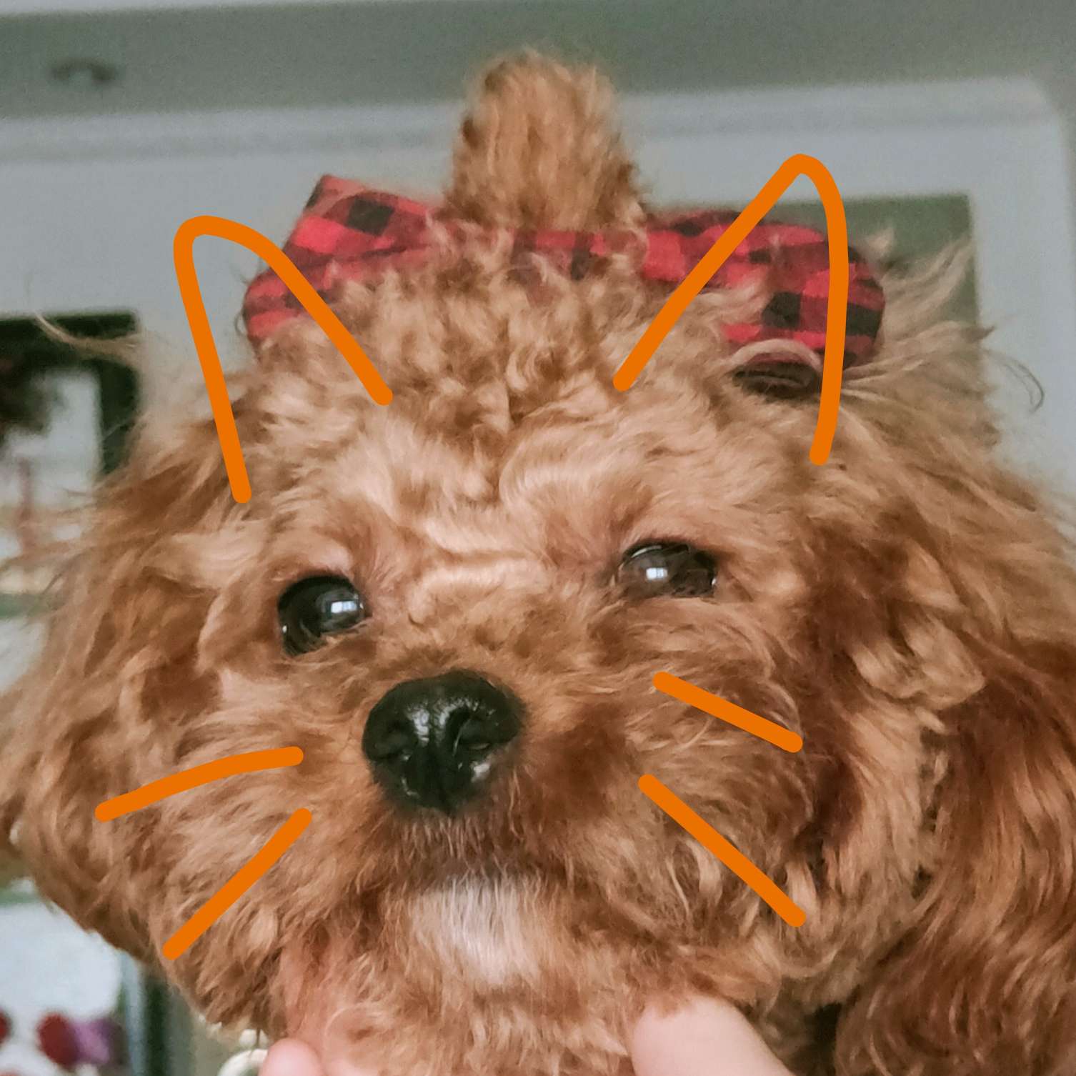 可爱的毛孩子们