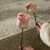 曦月
