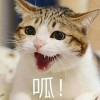 热梗收集