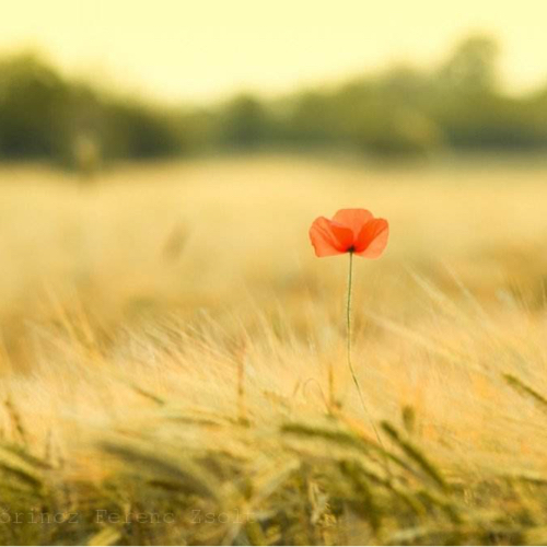 周菲漫芷的专辑