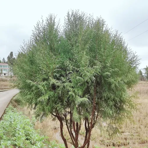 雷树林