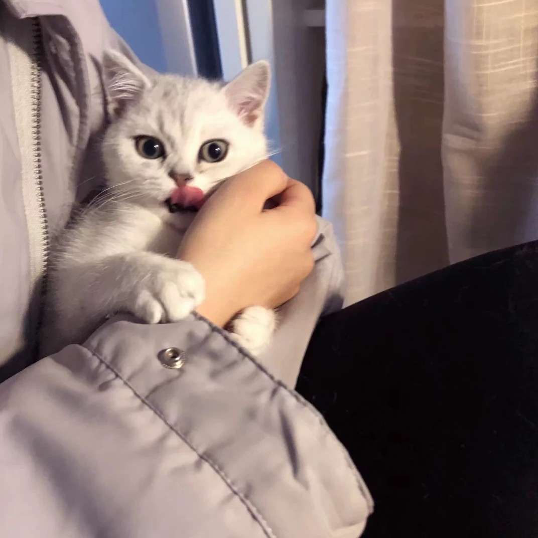 人间有味是清欢