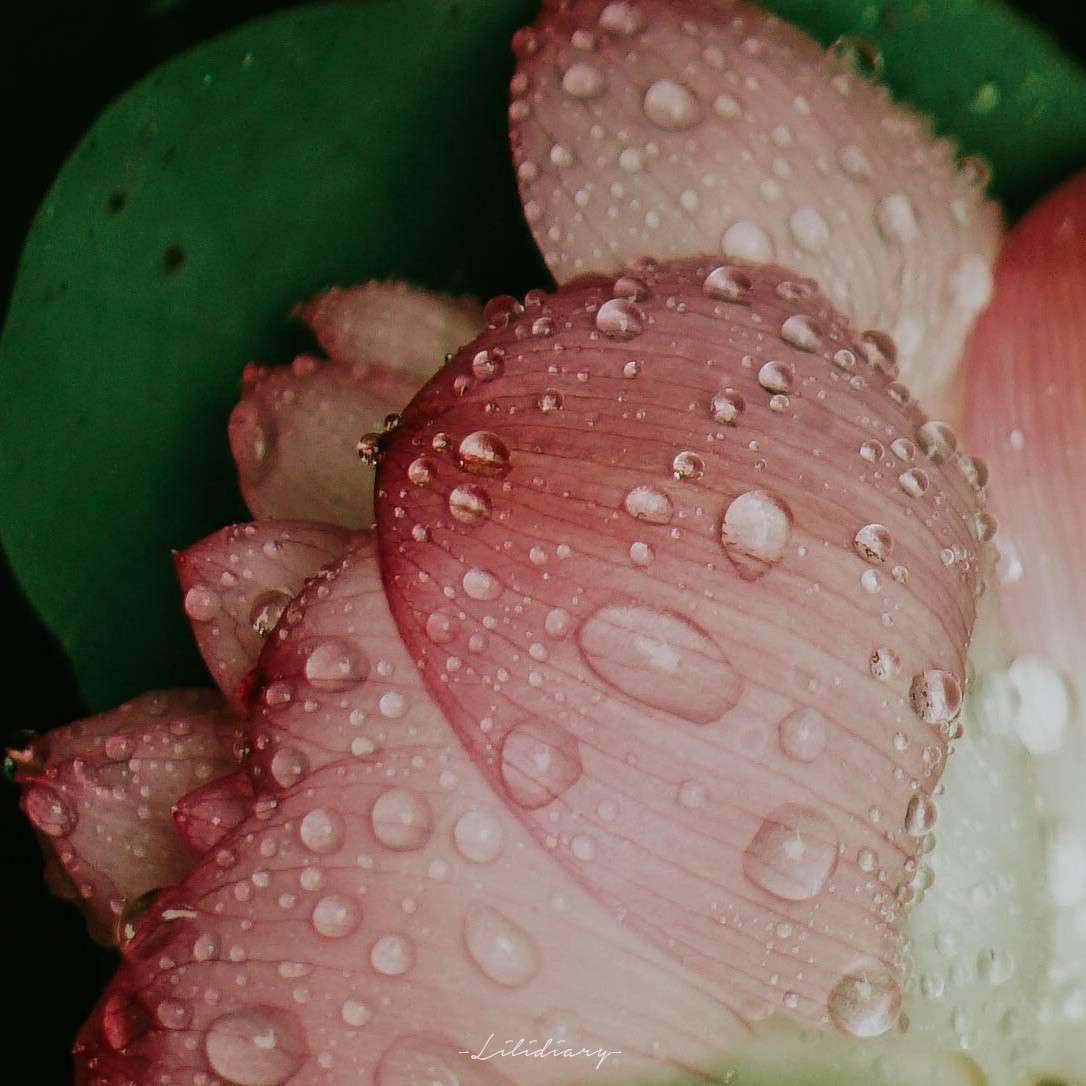 长安归故里的专辑