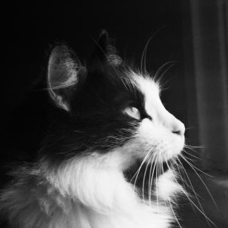 寂寞的雨，淋湿寂寞的心