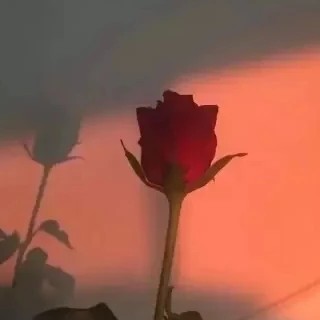 苏小怜的傲娇宝藏