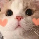 爱