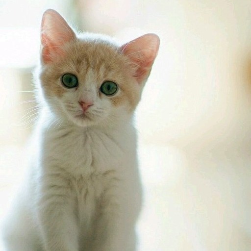 你呀你动我心房