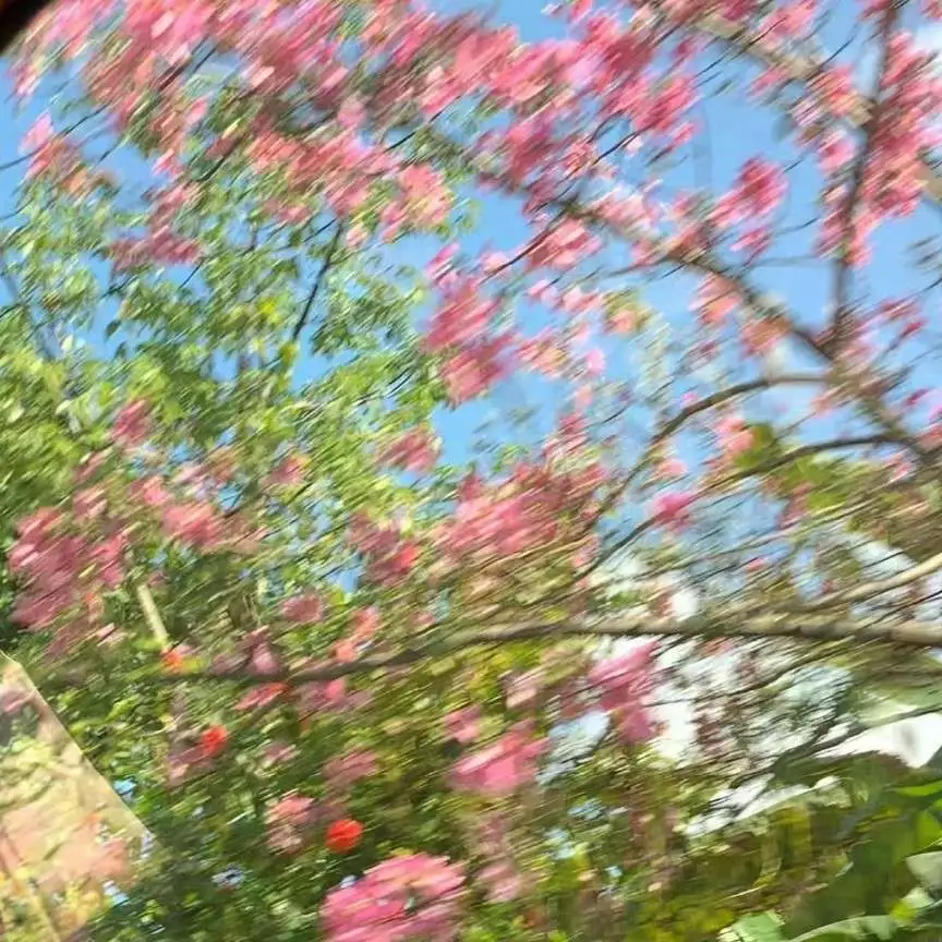 梦幻