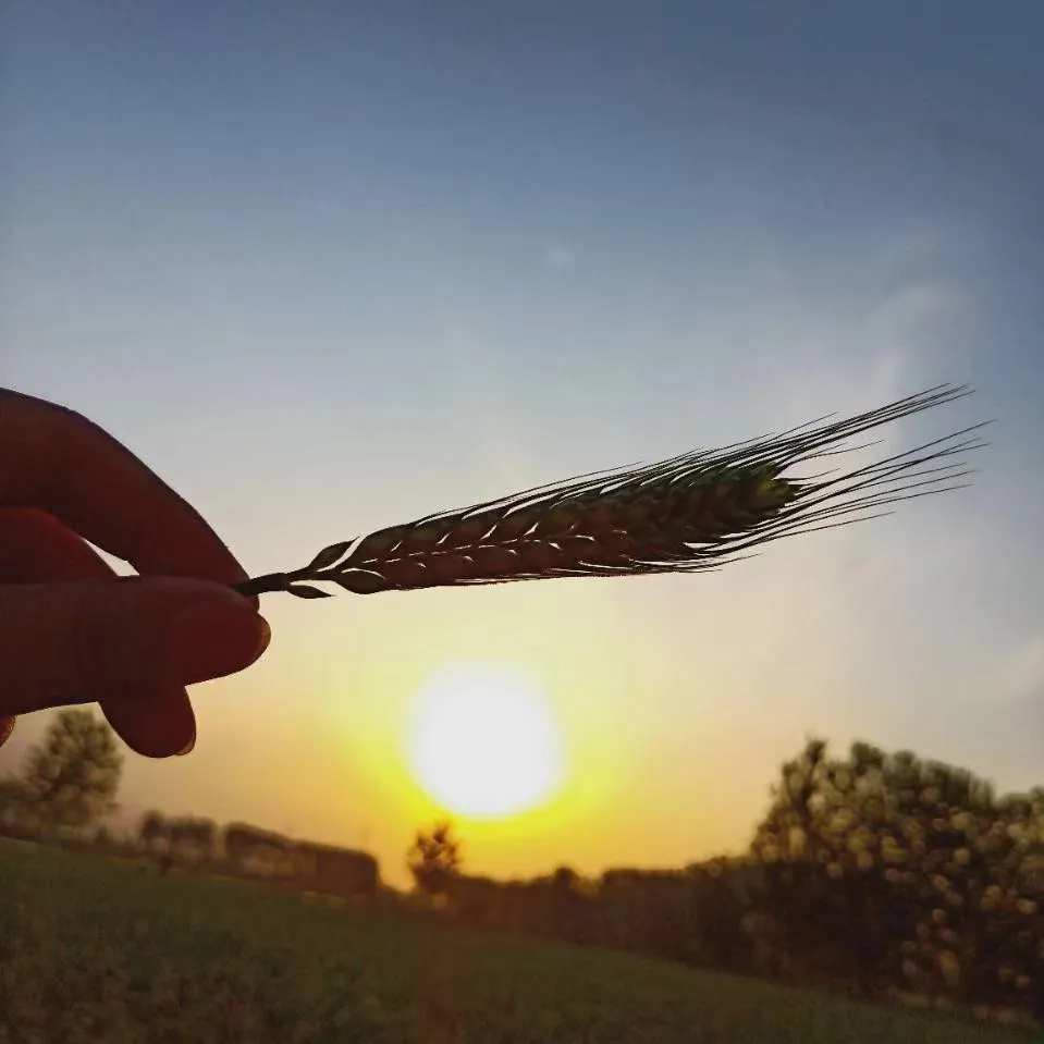 ᎶᎾᎾᎠ ᏁᎨᎶᎻᎿ