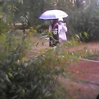 狐狸王子和兔子公主