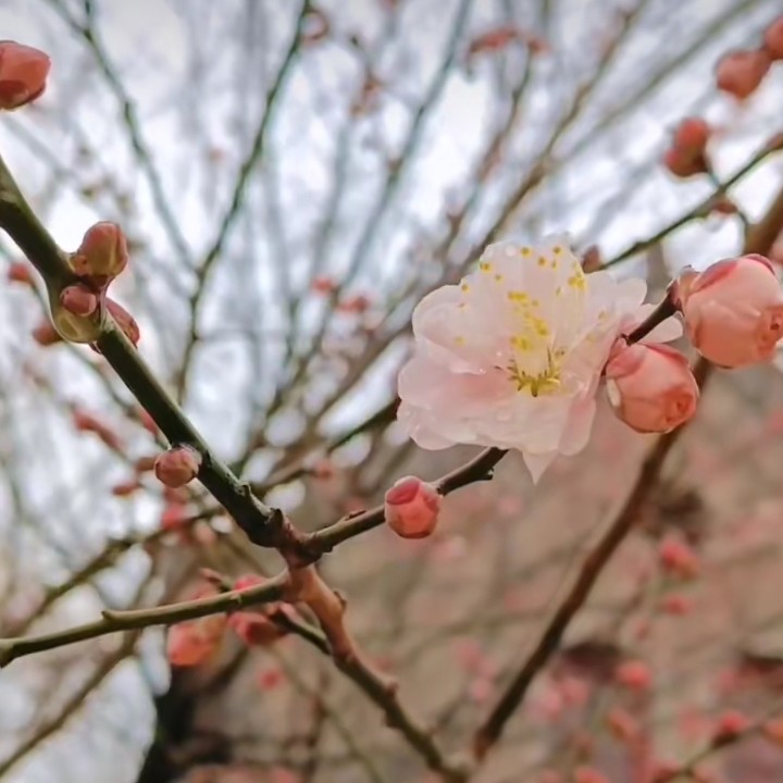 轻吟～浅唱的专辑