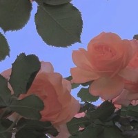 花开满，诗成行