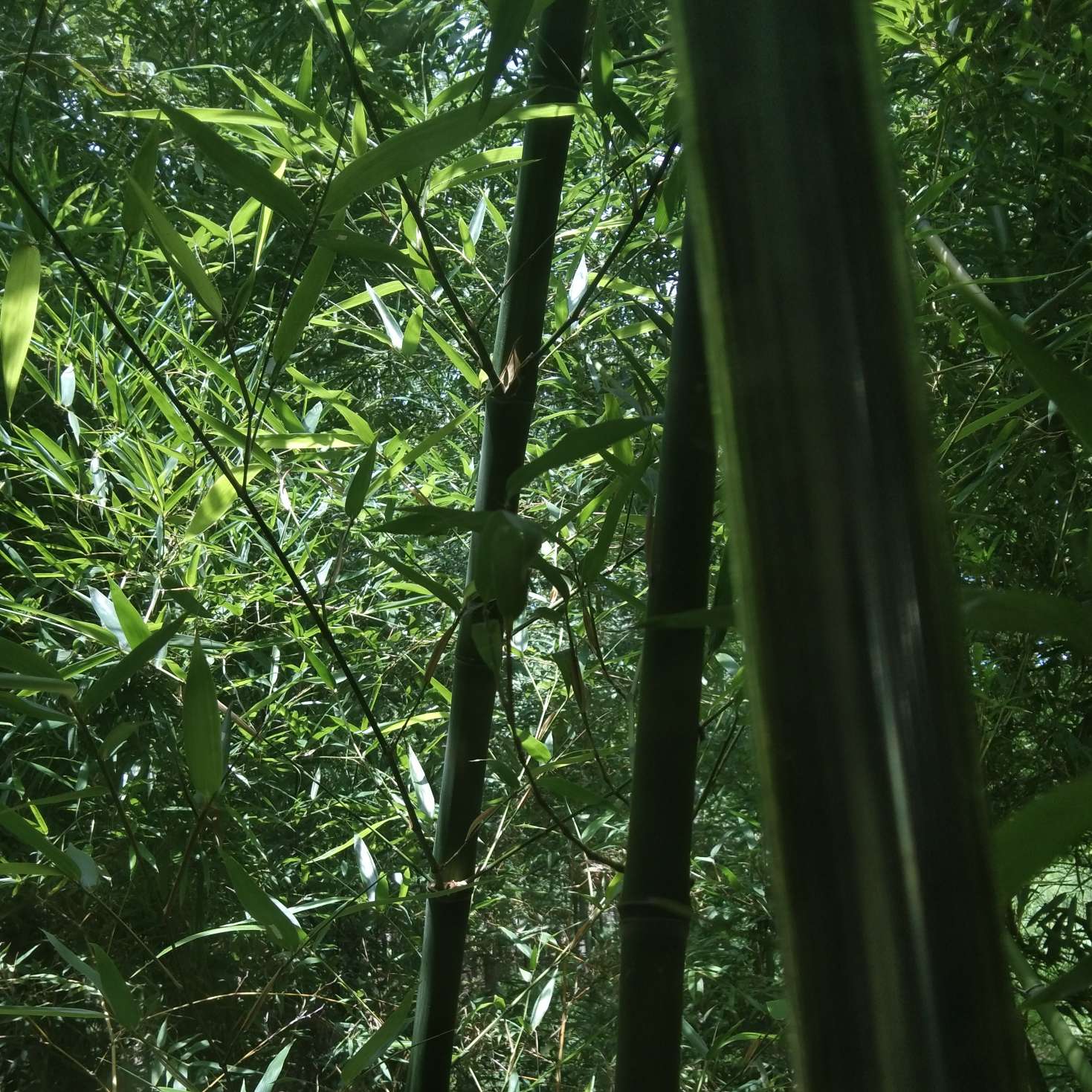 生命中唯一的光