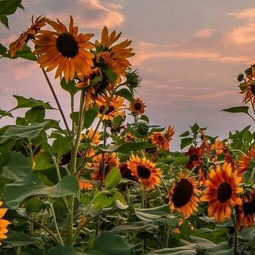 《偷偷藏不住》