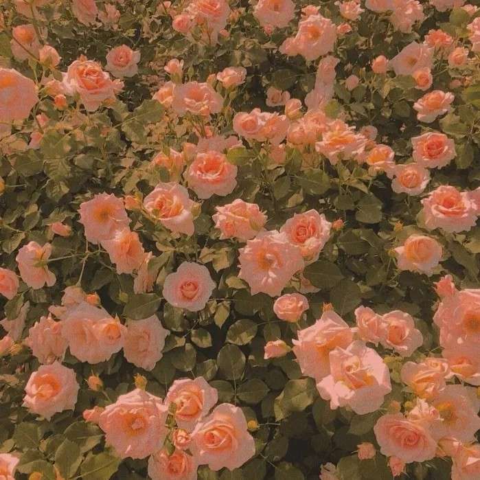 雾岛听风的专辑