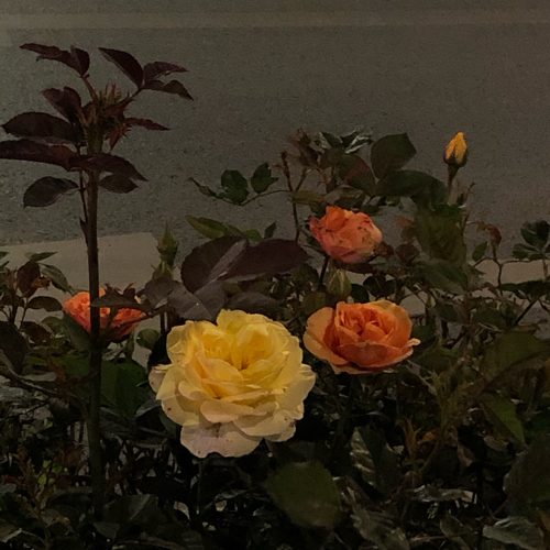 人家都在种麦子 而我在种玫瑰