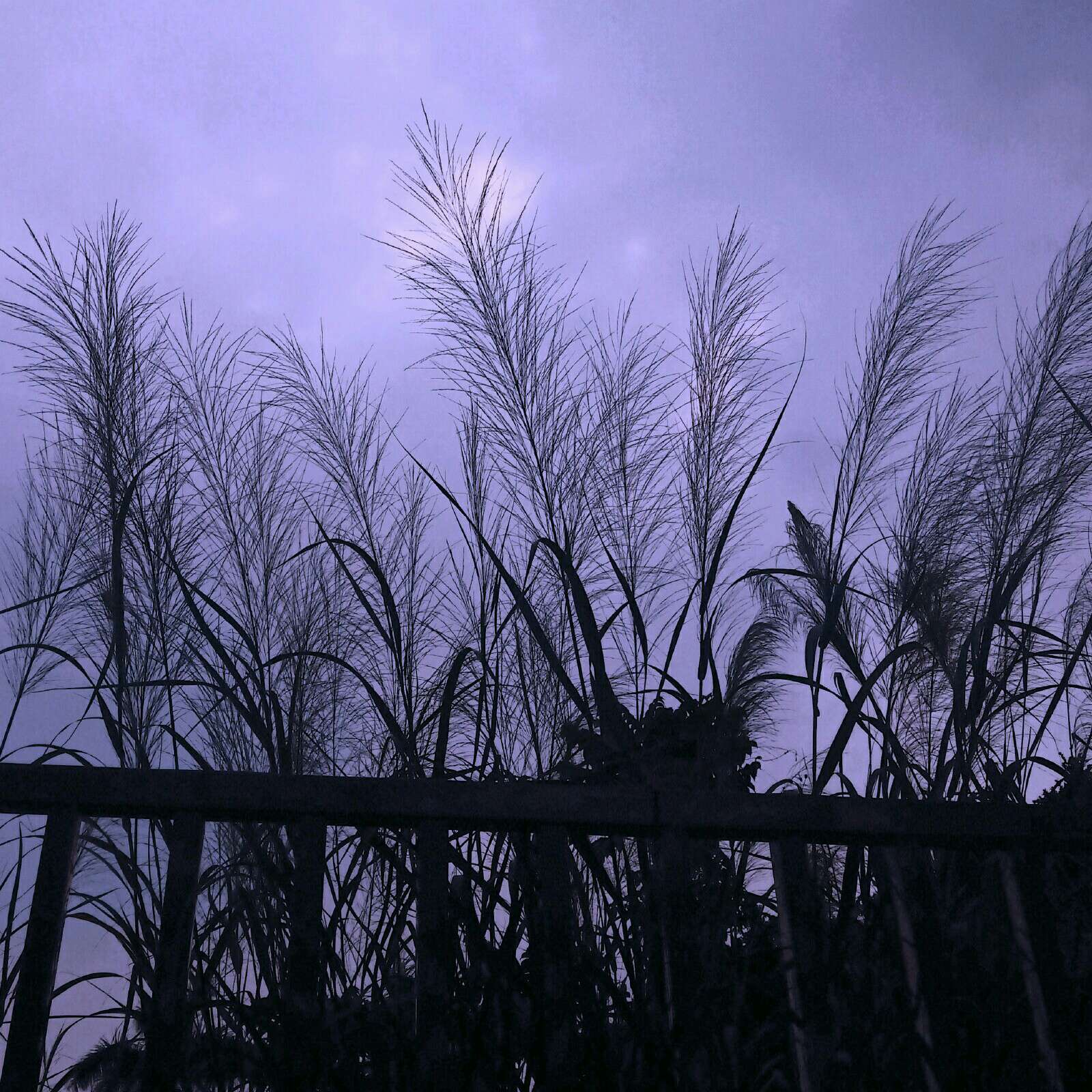 绾绾星河的专辑❤️❤️