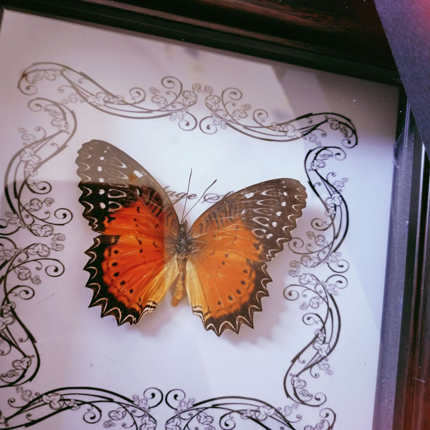 锦城泊凉的专辑