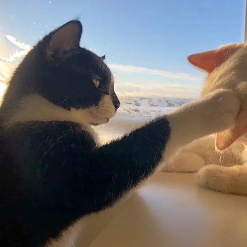 ༊Dexterﻬ°的专辑