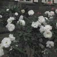 #对你而言爱情重要吗