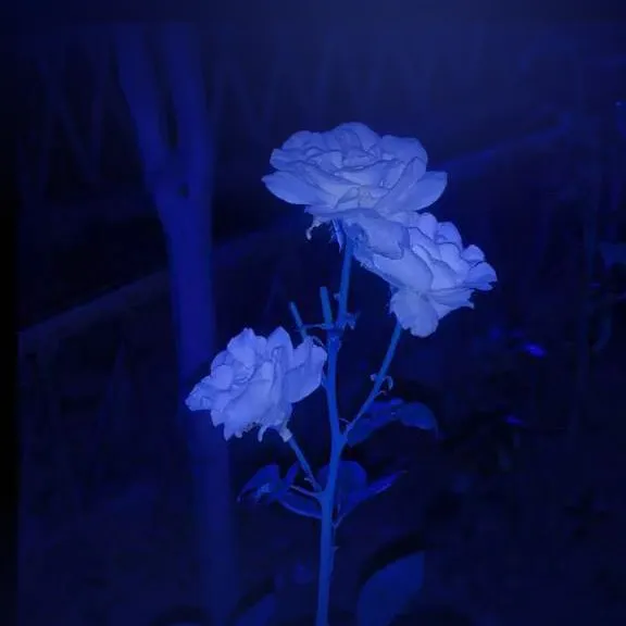 蓝玫瑰
