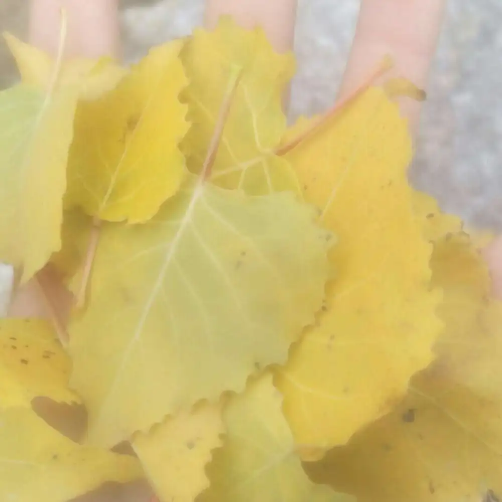 电影中的一些语录