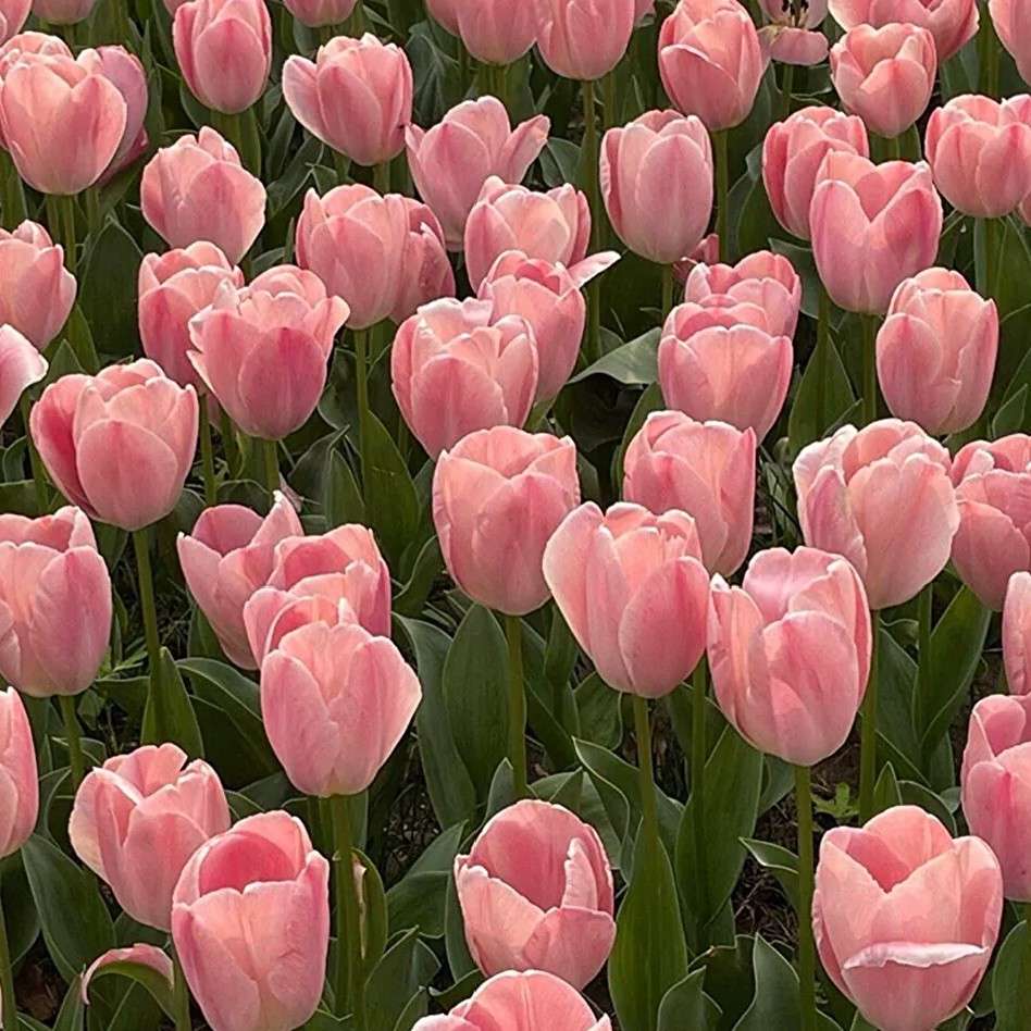 花花世界迷人眼