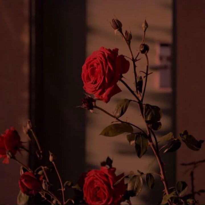 为你三千灯明，为你满城花开