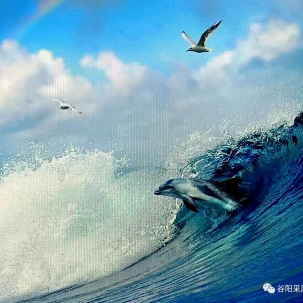 海燕一样，去面对疾风与暴雨