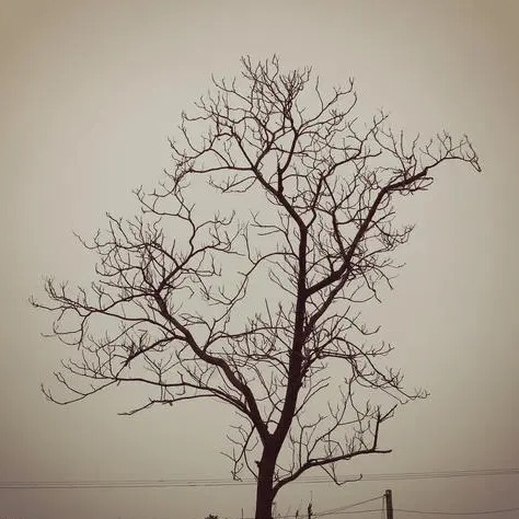 《枯木不逢春》故留原创