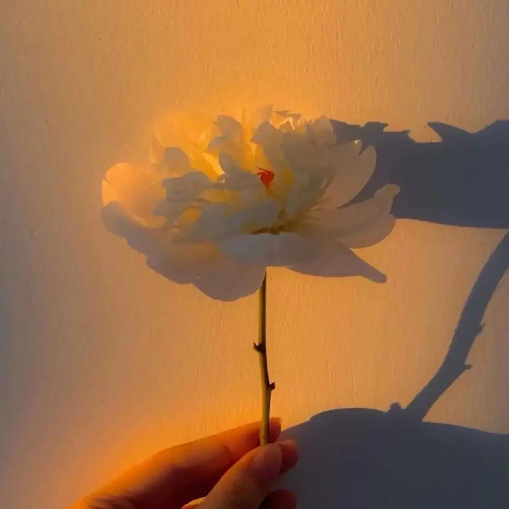 花语诗词