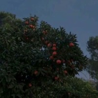 有哪些小众又令人惊艳的小诗？