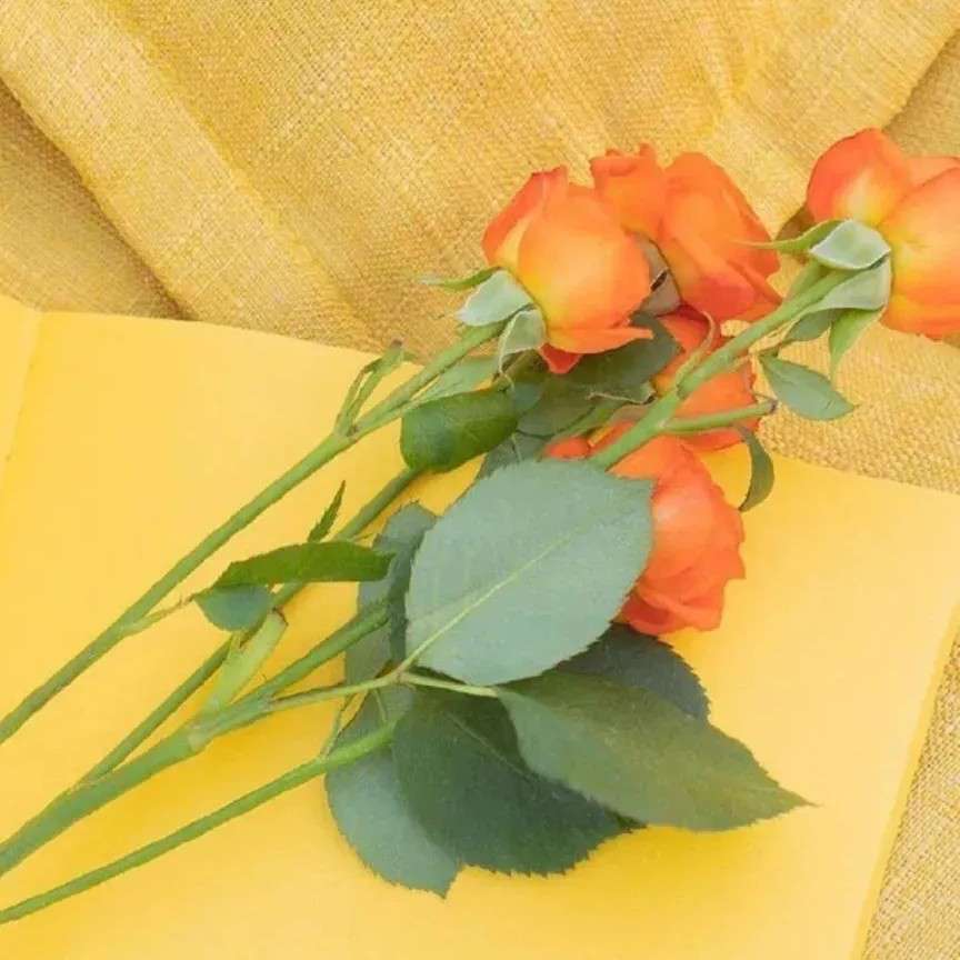 小王子 和 俏玫瑰