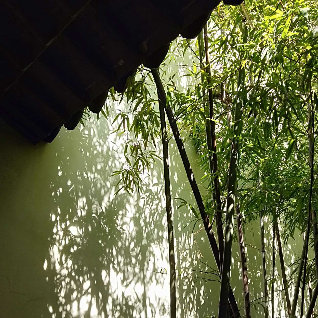 丢入阳光里的专辑