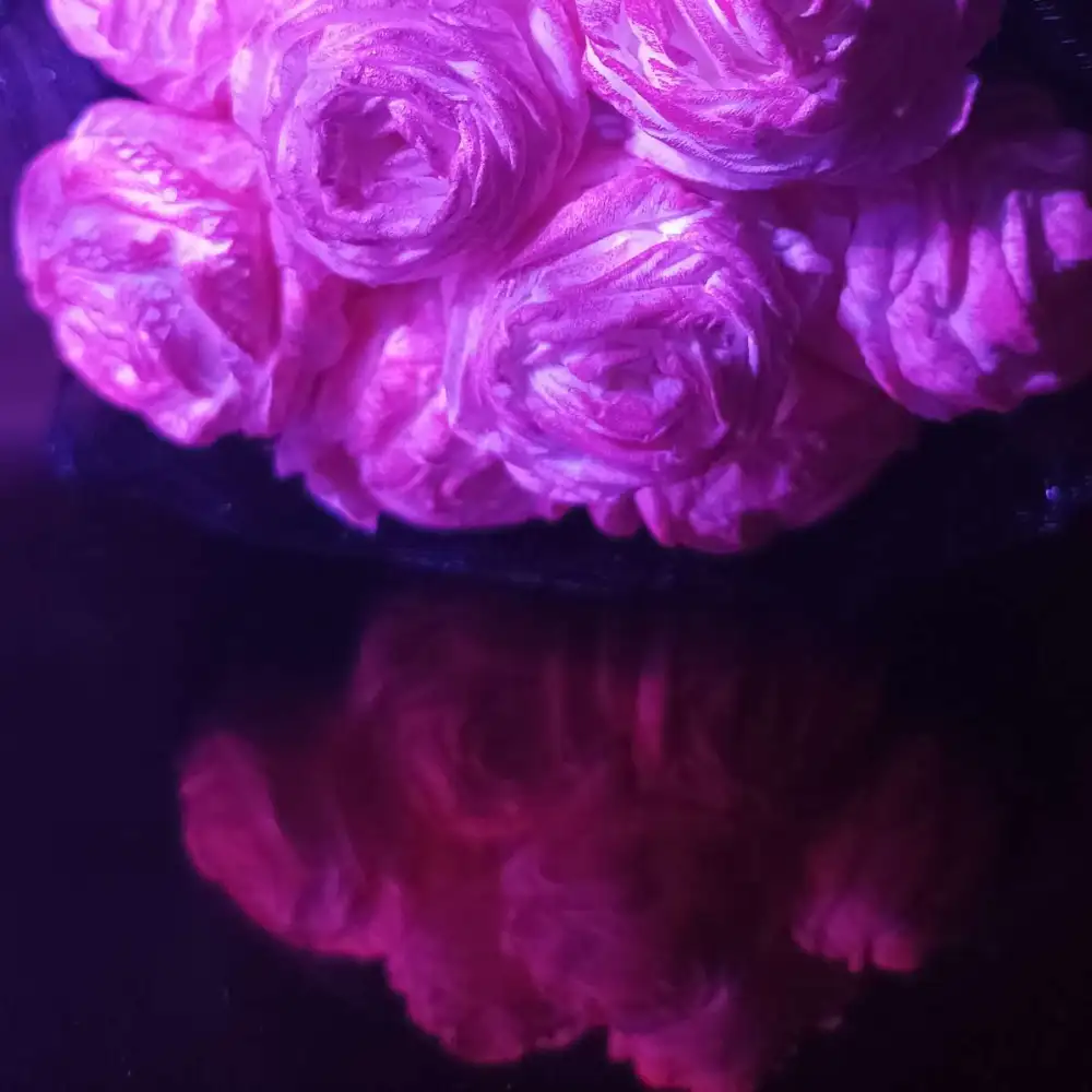 婉安