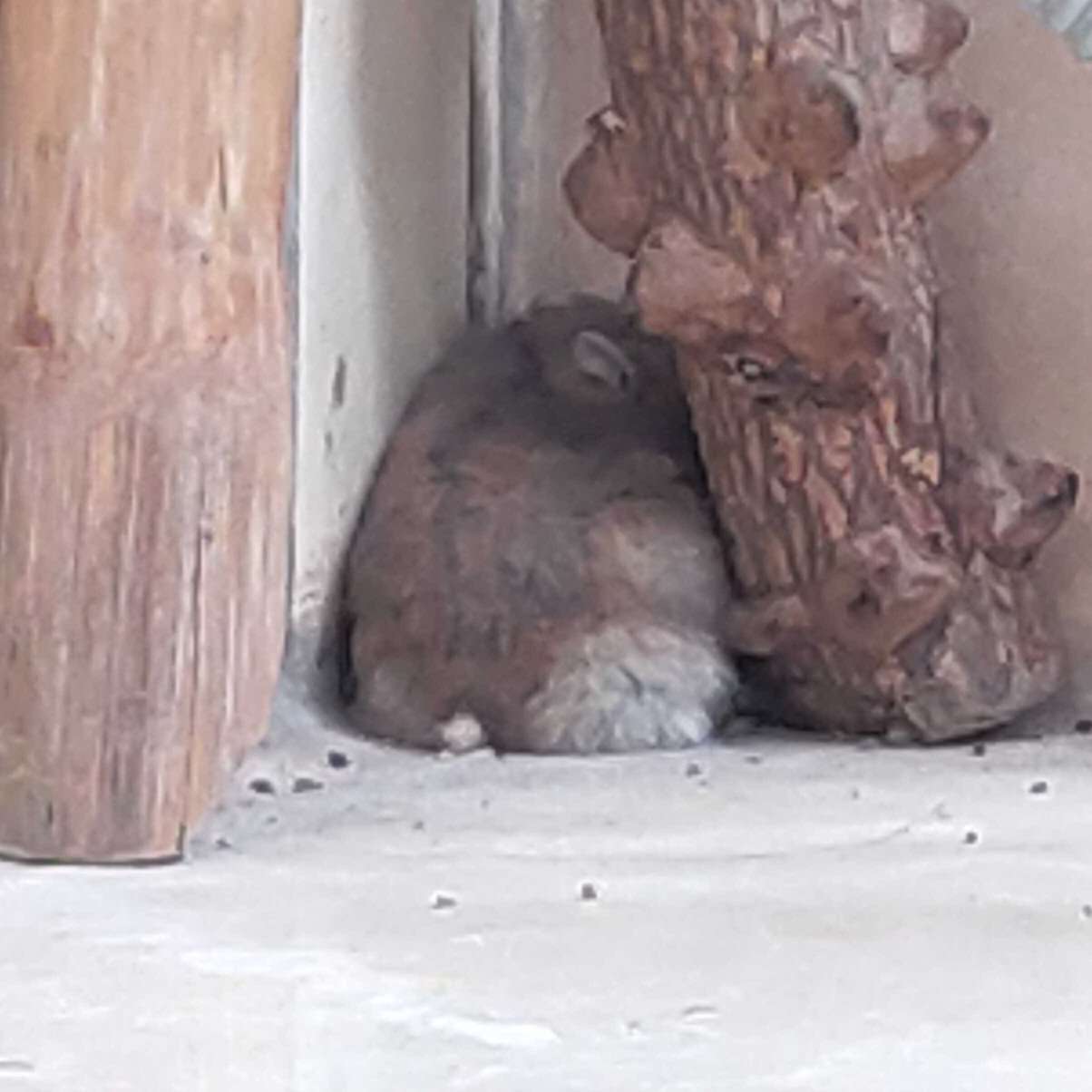 только ты的专辑