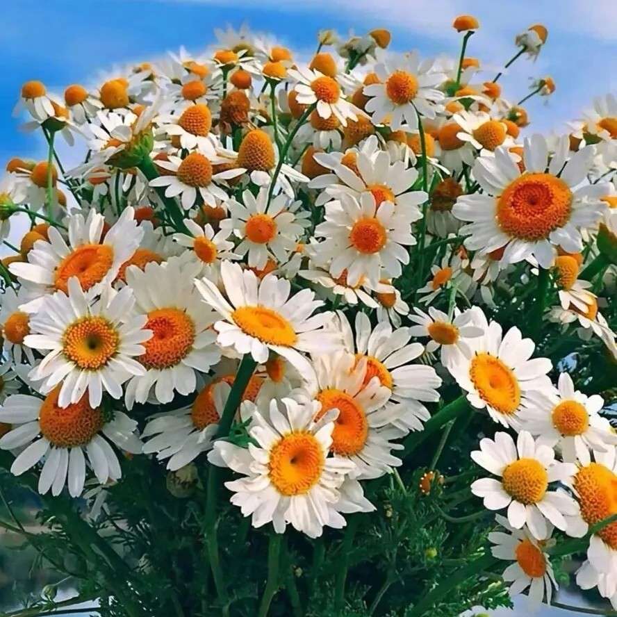 🌱励志🍀的专辑