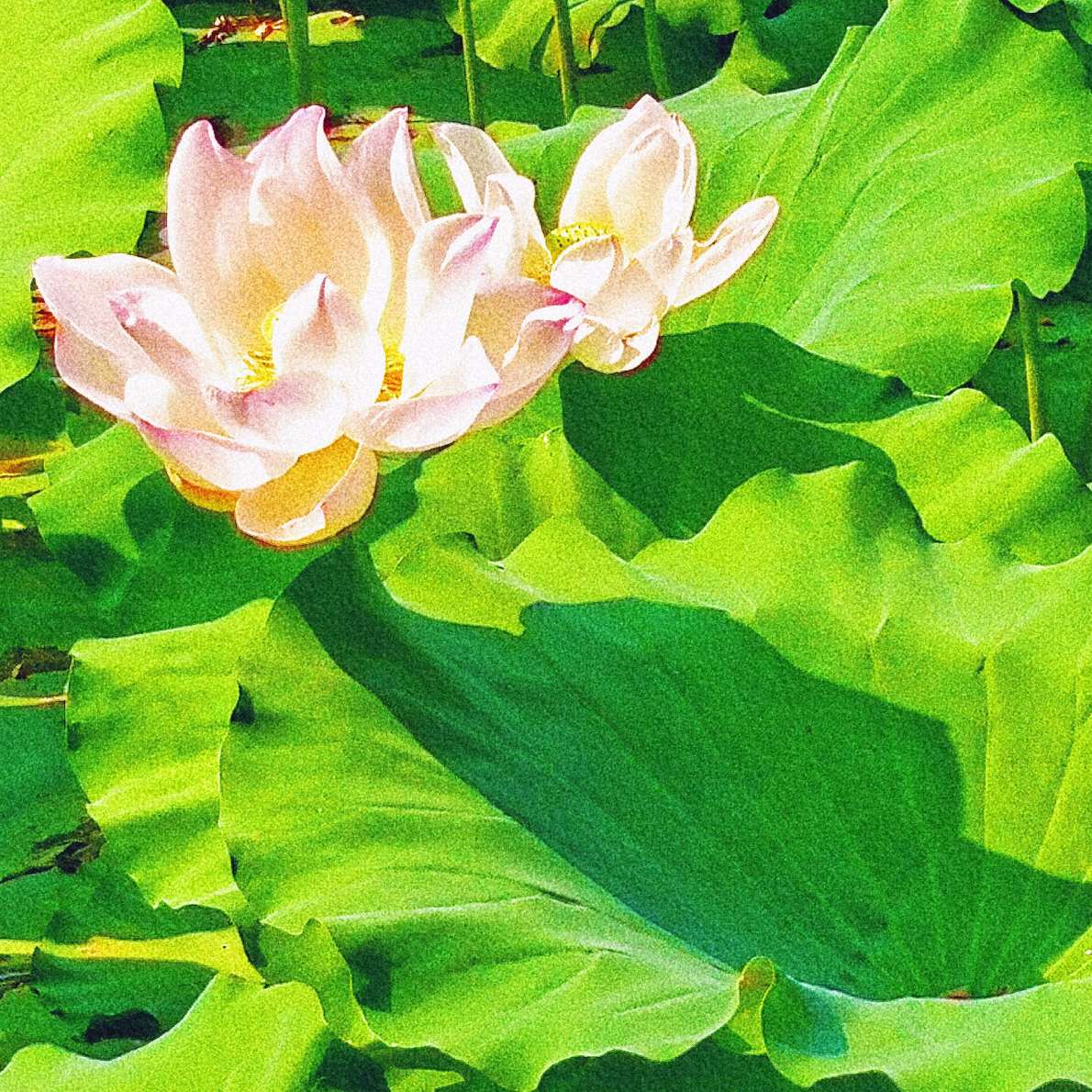 来人间流浪的神仙诗句