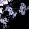 落花逢君