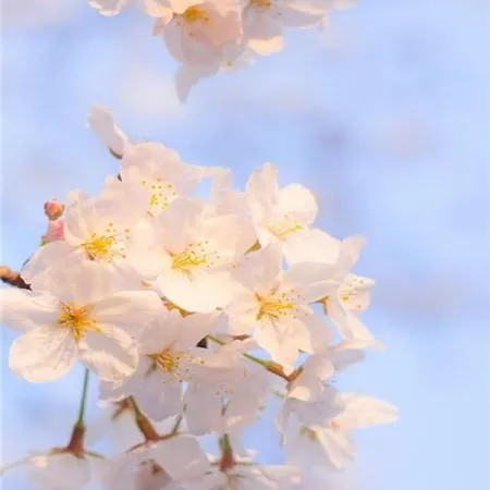 潇湘春