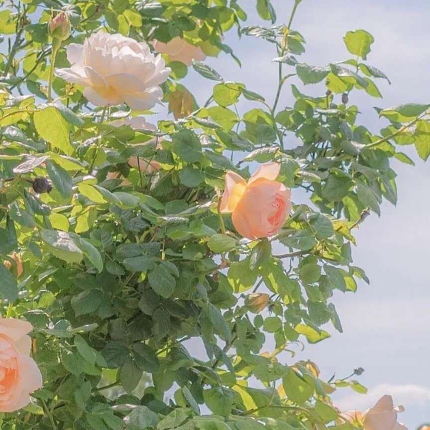 吹风的专辑Enjoy