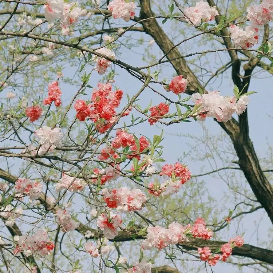 一花万树万花开