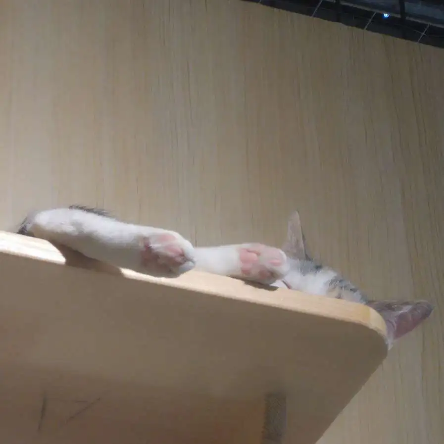 久(。ヘ°)魂淡的专辑