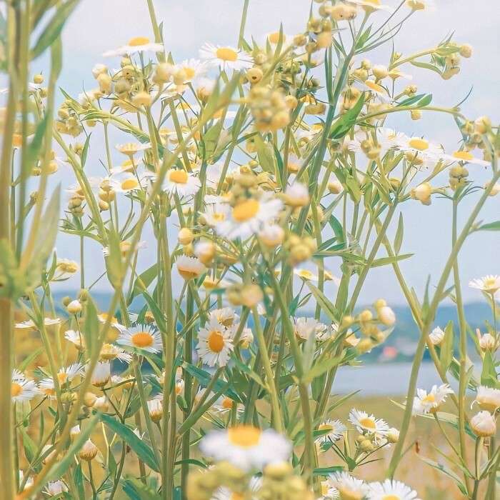 怎么渡风🌸的专辑