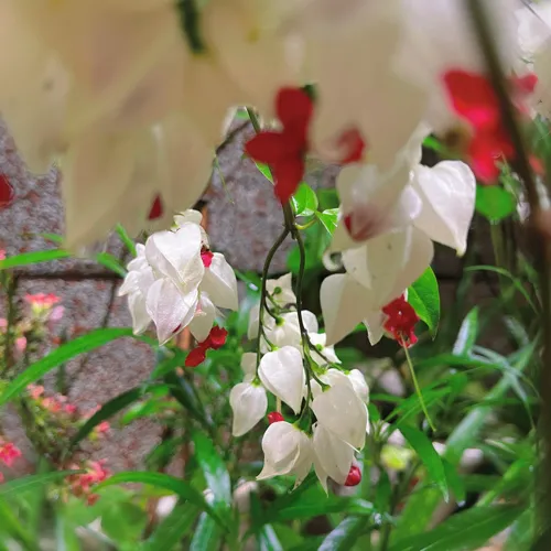 我的收藏
