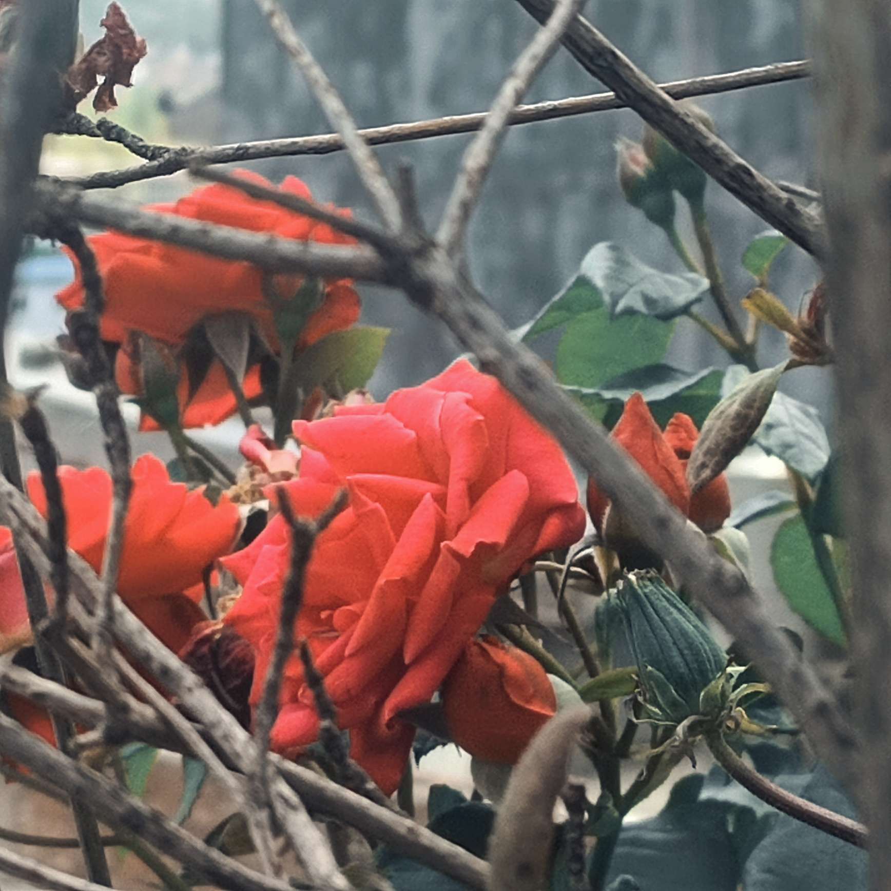 枯藤中的玫槐，自已默默开放。