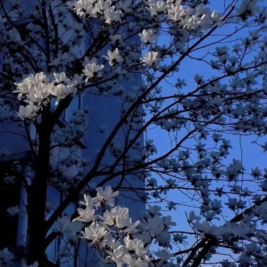 生日文案