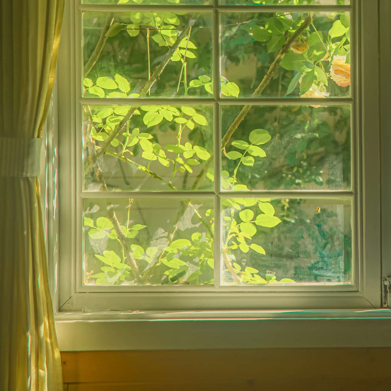 春风十里绿意浓